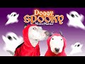 Doggy spooky music  mistermainer