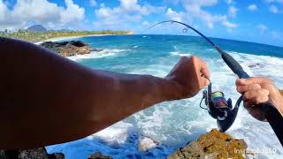 Kauai Shoreline Fishing  |  Seaweed Fishing for Kala(unicorn fish)