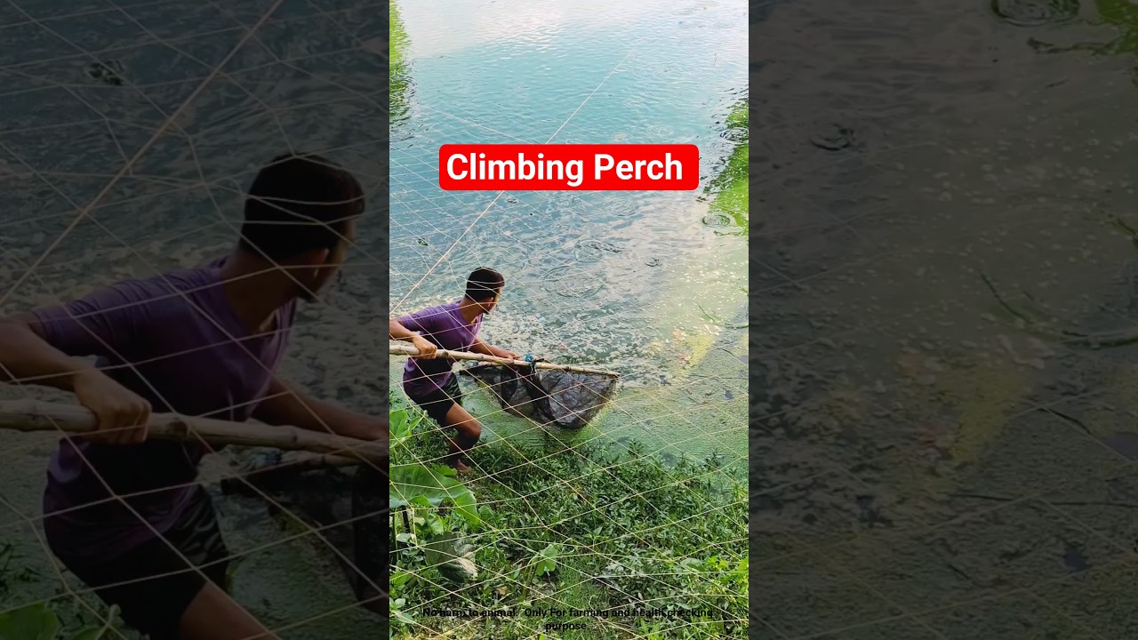 Climbing Perch Fishing 🎣 For Health Check!