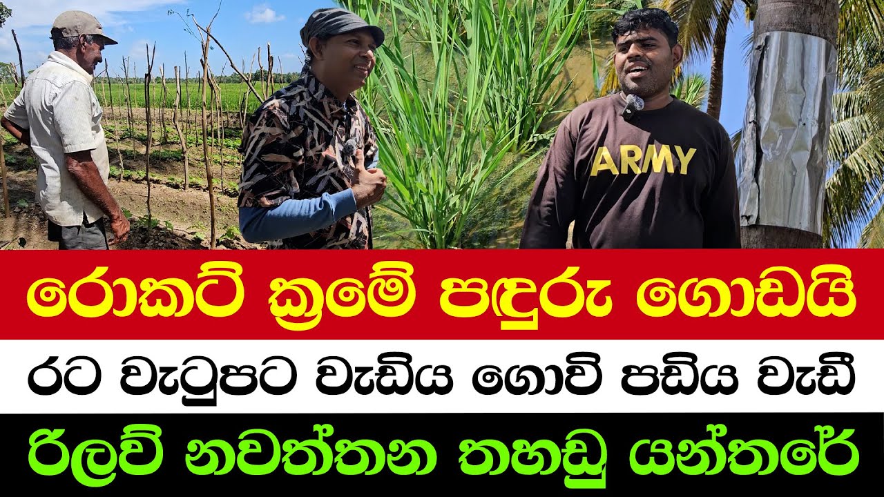 Shiny Plate That Stops Monkeys | Earning More Than a Foreign Job – Young Farmer’s Success