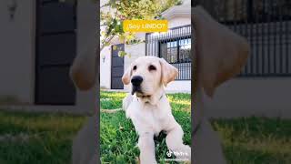 Alessito YouTube Videos