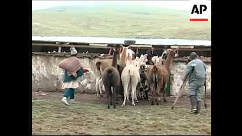 Freezing temperatures threaten Andean communities dependent on alpaca herds