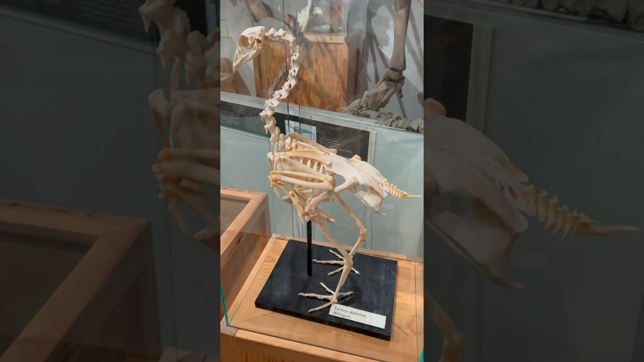 Skeletons of turkey and fox