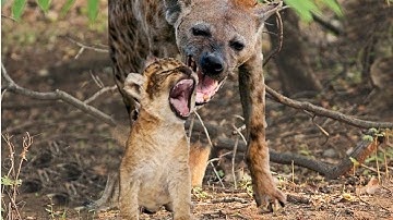 Hyena Snatches Lion Cub In Front Of His Mother