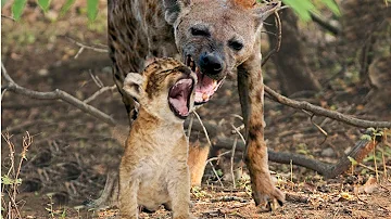 Hyena Snatches Lion Cub In Front Of His Mother's Eyes