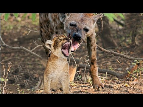 Hyena Snatches Lion Cub In Front Of His Mother's Eyes