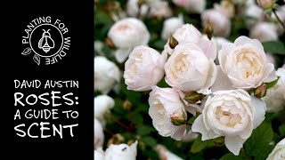 David Austin Roses : A guide to scent