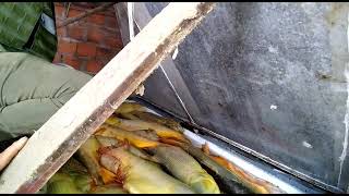 Depredación en Empedrado: incautaron más de 300 ejemplares de fauna íctica en Derqui