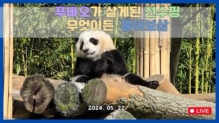 푸바오의 제2의 고향이 된 선수핑. 궁금한점 있으면 꼭 한번 봐주세요.