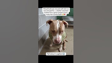 #dogcare #petcareprovider #dogs #rescue #rescueefforts #usa