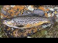Catch  cook  wading and fishing a mountain stream for tiger trout