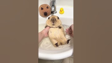 Thumbnail of The little guinea pig that screams while washing is like a human guinea pig. Guinea pigs. Daily