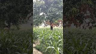 sajjan rizza #trending #punjabimusic #viralmusic #punjabi #vlog #viralsong
