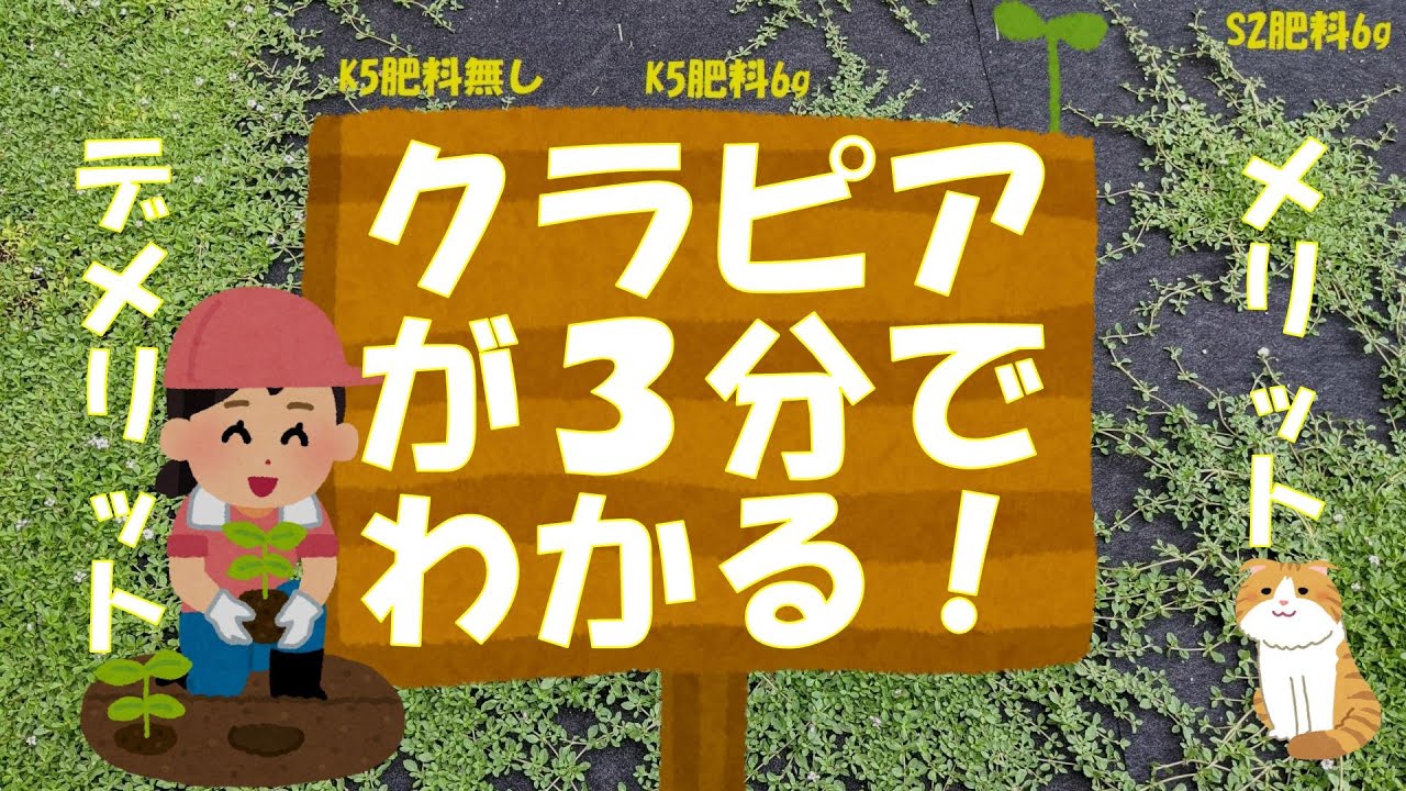 芝生の花粉飛散がこんなに酷いと思わなかった 緑の温もりを感じる庭づくり 北限のクラピア 楽天ブログ 芝生の花粉飛散がこんなに酷いと思わなかった 緑の温もりを感じる庭づくり 北限のクラピア 楽天ブログ
