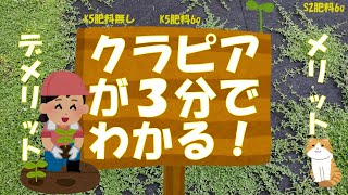 ３分でわかるクラピアのメリットとデメリット