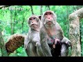 Bad Monkey Still Want Butt Kiss - Amara 43