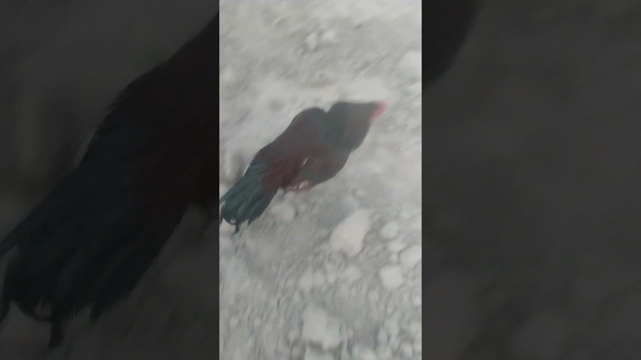 FULL MSARI MA SANDI MURGA SHOKEN