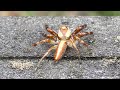 검은날개무늬깡충거미 Telamonia vlijmi - A Very Cute Playful Jumping Spider