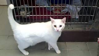 White Siamese with thumbs & cool eyes, Gerry * ADOPTED!