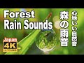 4K 雨の音（梅雨）雨の森 雨音 Forest Rainy Piano & Rain Sounds Relaxing rainy season  リラックス  自然音 リラクゼーション Healing