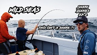 Shark Diaries: Ep.2 - Catch & Release Shark Fishing With BIG SURPRISE! screenshot 3