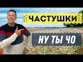 Частушки "Ну ты чо?". Гармонист. Владимир Кузнецов. День пожилых людей. Новокуйбышевск. Праздник.