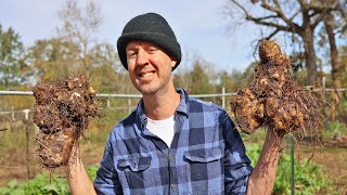 Harvesting a Tip-Top Staple Crop (14,000 calories in TEN FEET of Row)