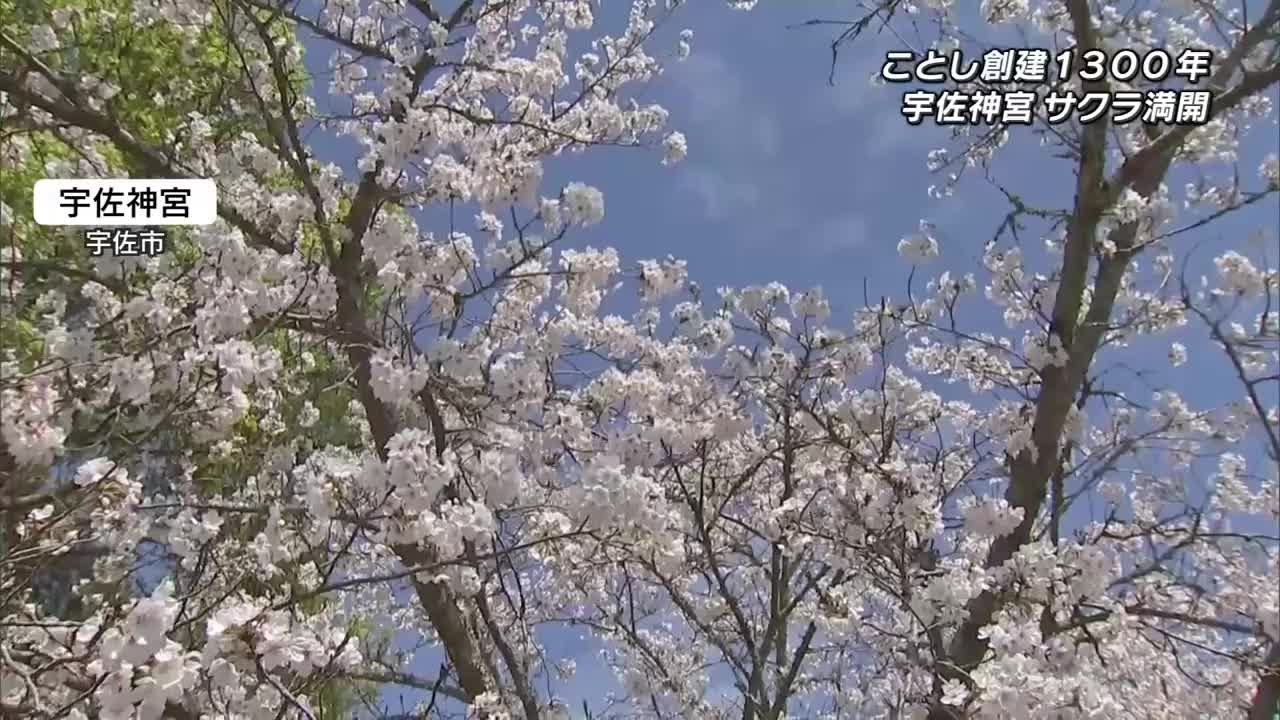 Cherry blossoms in full bloom at Usa Shrine, 1300 years old