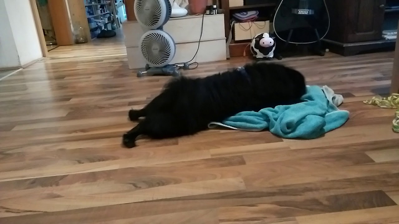 Long Haired Pug Playing And Fooling Around Youtube