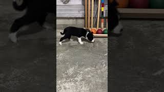 Lisa Tori Fox Terrier Mix