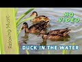 #Duck #DUCK IN THE POND HD