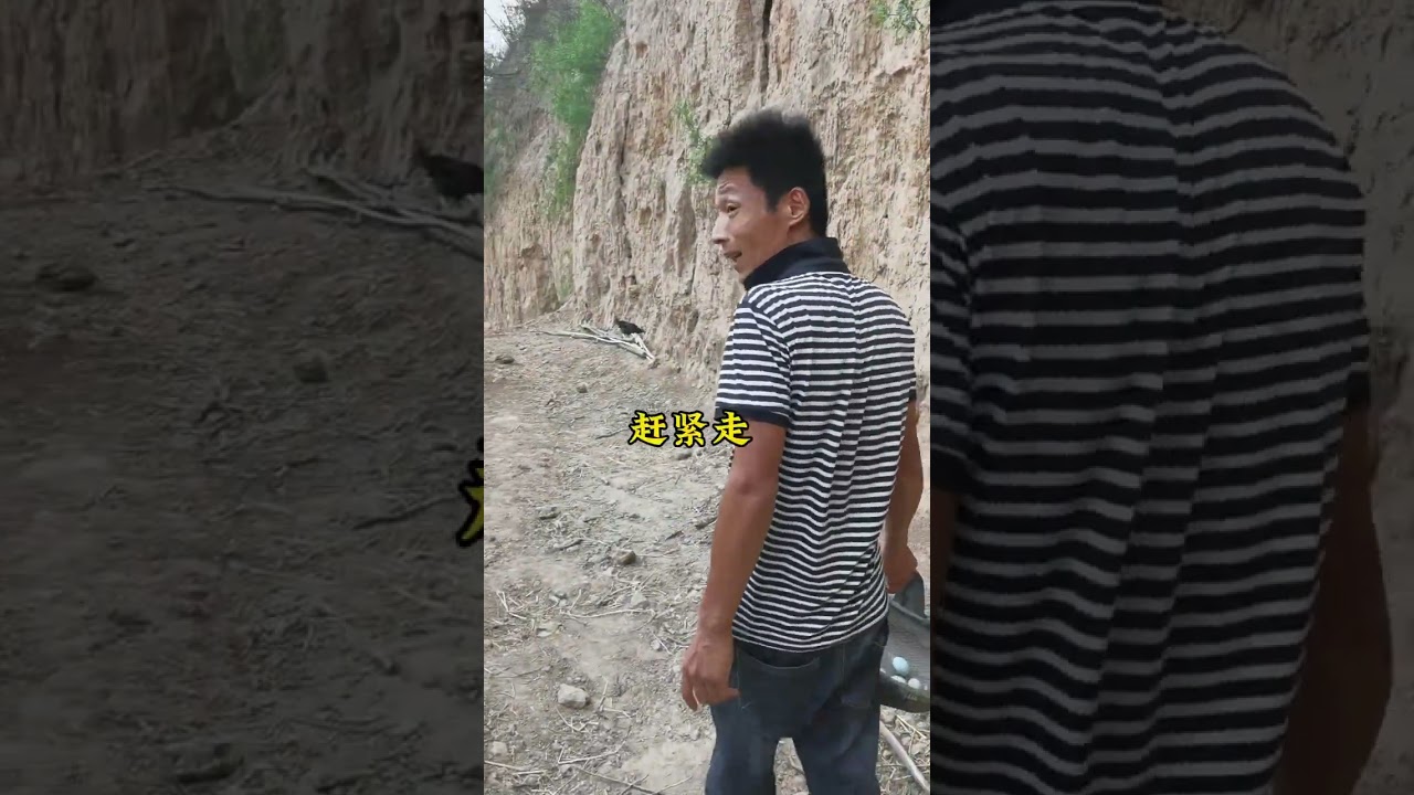 聪明鸡，带路找到初生蛋。#散养土鸡#我要上热门 #土鸡蛋#初生蛋#新农人