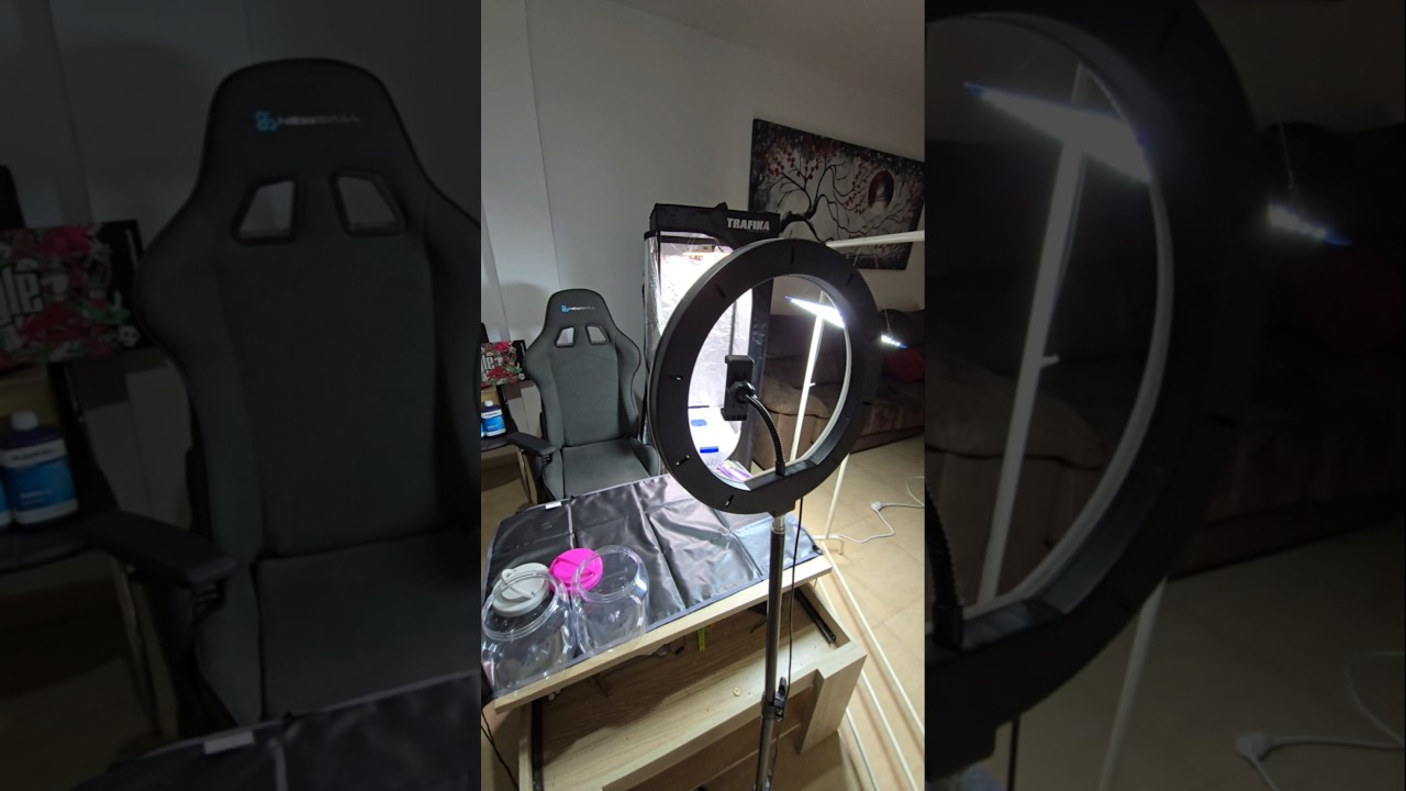 HACIENDO el MANICURADO de la COSECHA en DIRECTO!!! CULTIVO INDOOR con LEDS / SEGUIMIENTO COMPLETO!!