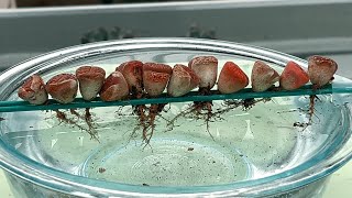 Sub) Water therapy experiments (with lithops)