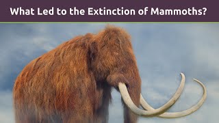 What Led to the Extinction of Mammoths?