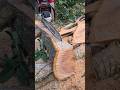 Un mounstro aserrando😱😱#chainsaw #asmrvideo #woodwork