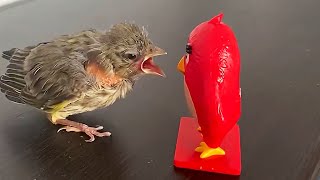 Die Besten Videos 2025 Stern Dutube