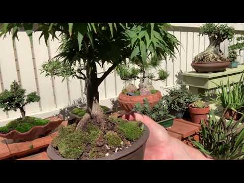 Videó: Maple Bonsai (24 Fotó): Hogyan Termeszthető Vörös, Kék, Japán Vagy Kanadai Juhar Bonsai? Hogyan ültessünk és Termesszünk Magokat?