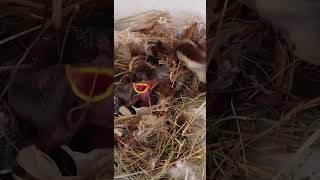 Sparrow Parents Feeding in Nest