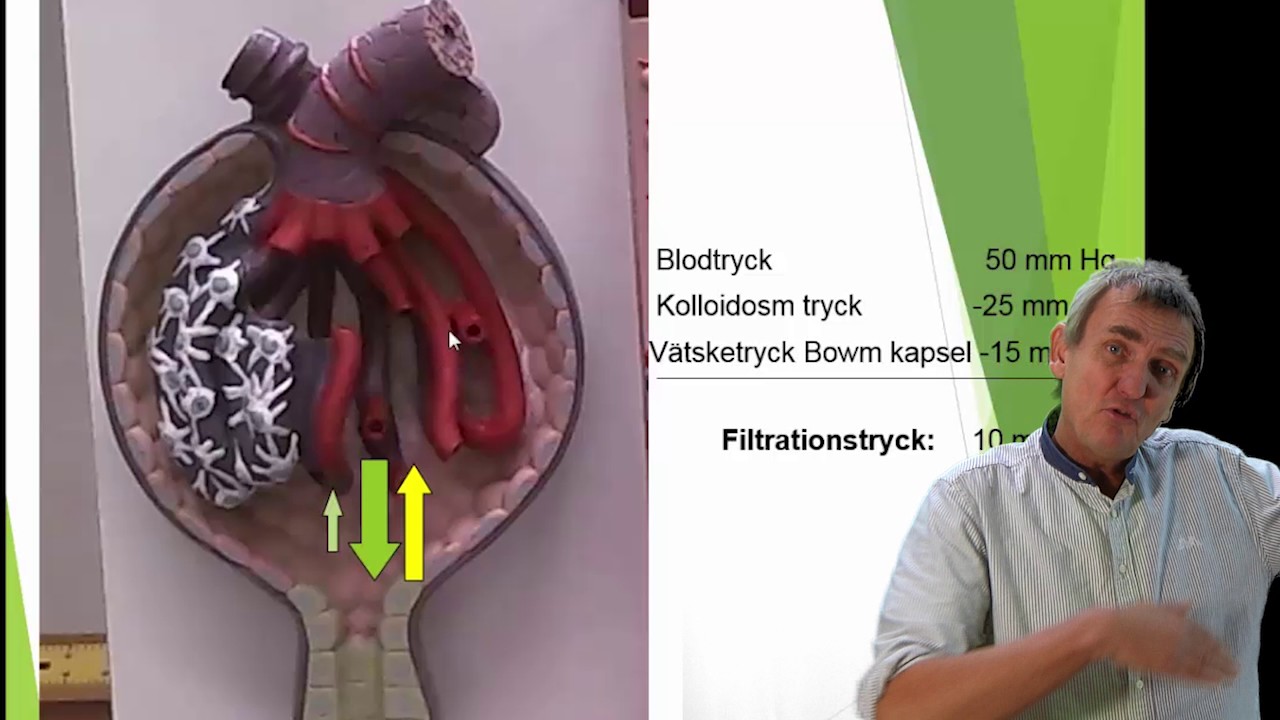 Urinorganen del 3 (5)