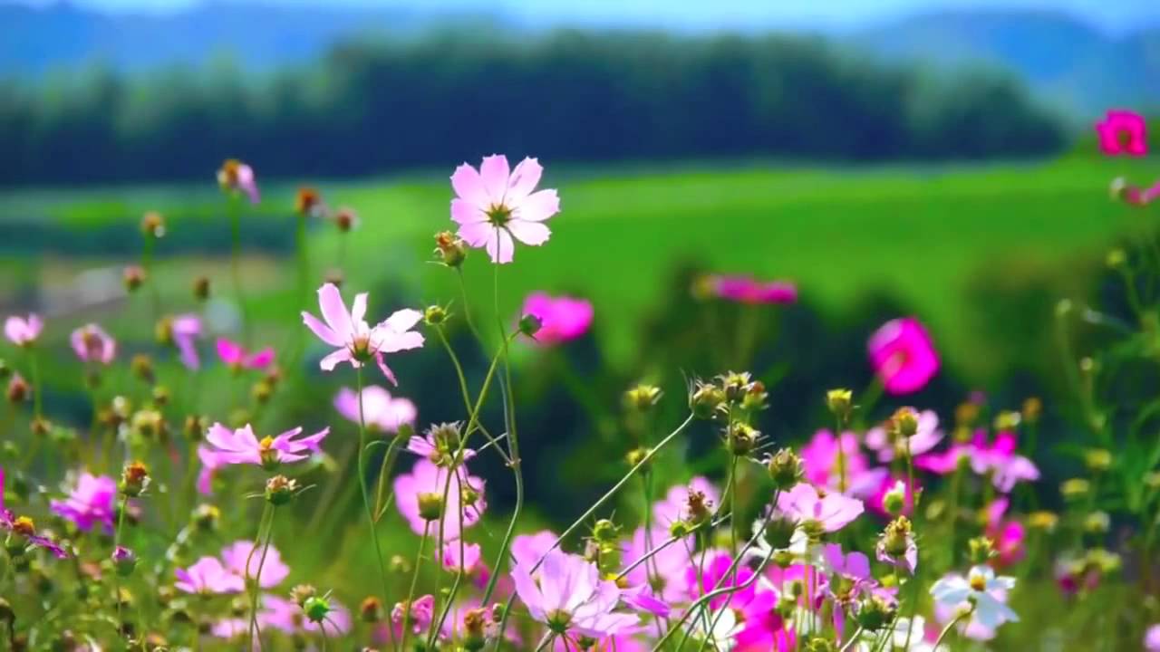 Футаж Цветочная поляна - Footage Flower field - YouTube