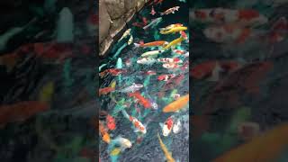 Japanese koi fish | Colorful carps | Nishikigoi #shorts