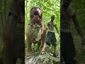 dangerous dog 🐶 in world 😱 #viral #video #dog