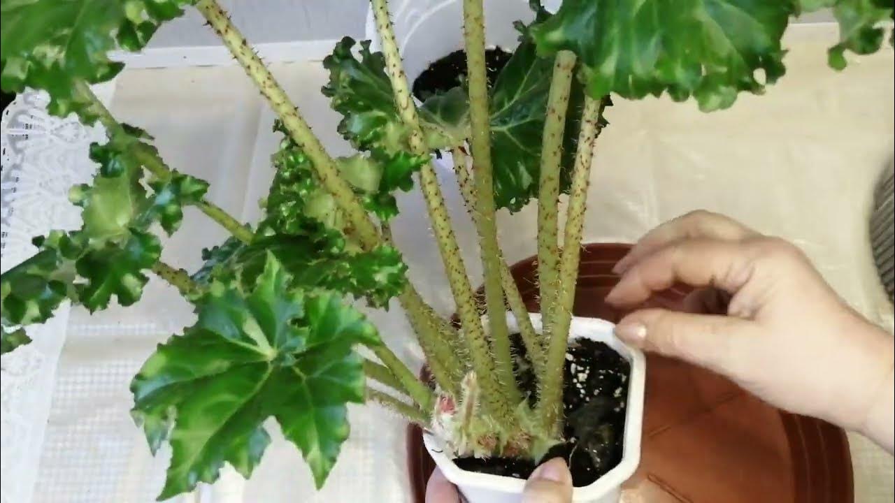 Бегония Криспа. 🌳 - YouTube