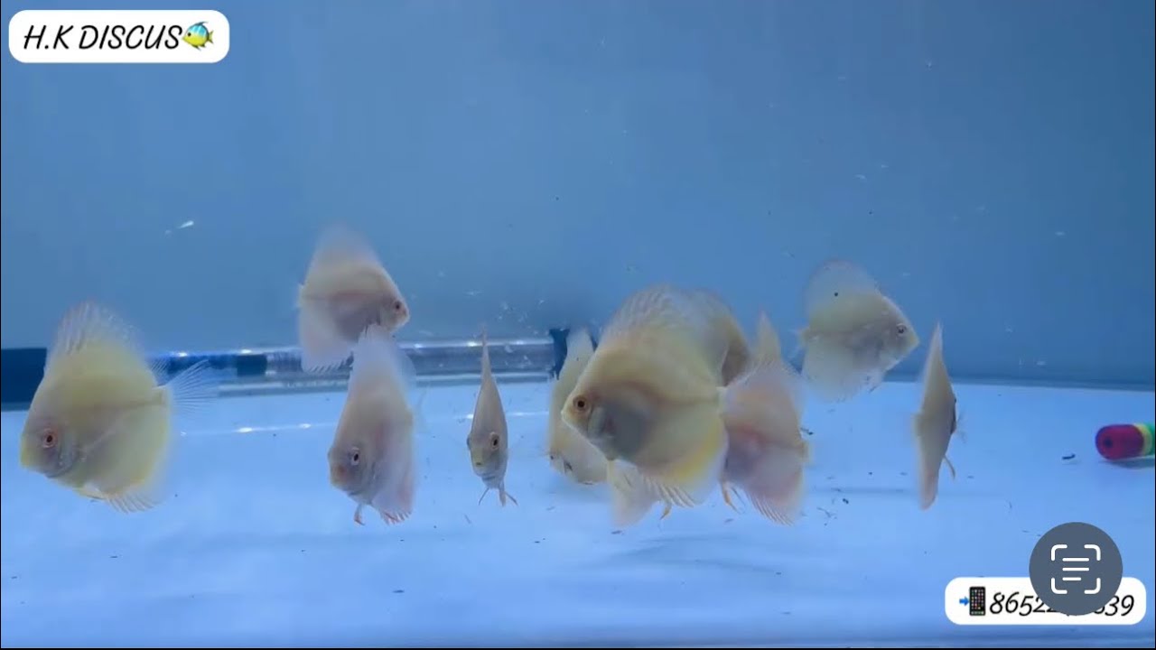 Albino Millinium Gold Discus babies from H.K. Discus +918652246839 ...