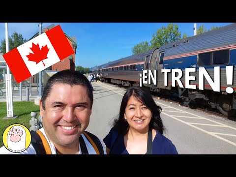 Video: Toronto Border Collie Se Escapa De Casa, Toma Dos Horas En Tren En El Centro