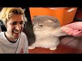 xQc Reacts to memes that reunited yugoslavia