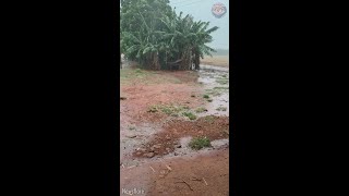 Mama dog saves her puppies from storm💔