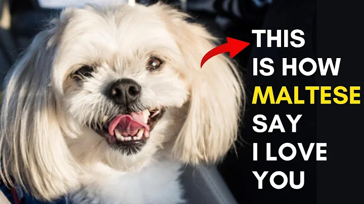 10 Signs that Your Maltese Dog Loves You But you Don't Know - DayDayNews