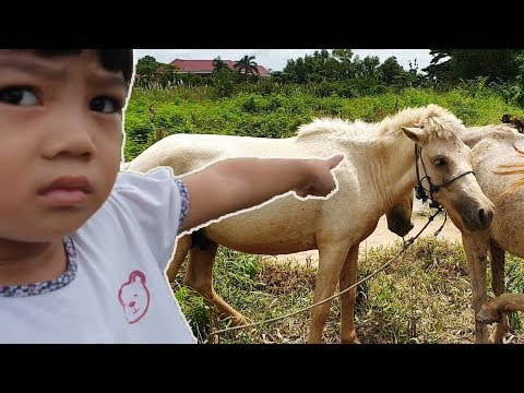 video-horse-animal-for-kids-very-funny-lol